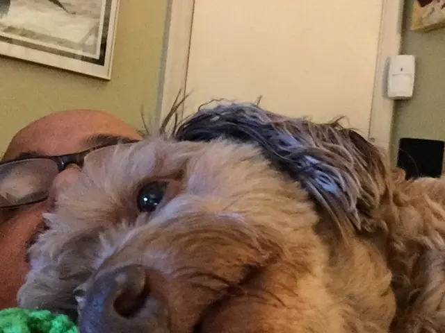 Dog Researchers Investigate Canine Television Preferences and Their Potential Connection to...