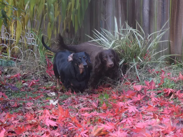 Dog Ownership Doesn't Ensure Qualified Personality Assessment