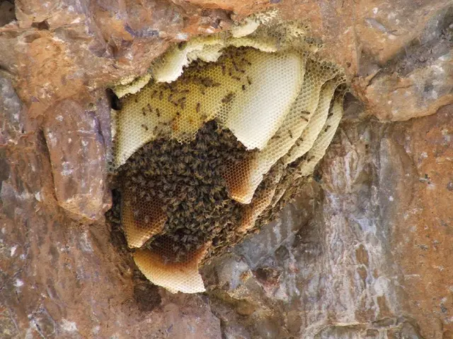 Black Skin Rashes: Images, Remedies, and Origins