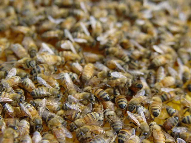 Formation of the Committee to Safeguard Bee Health