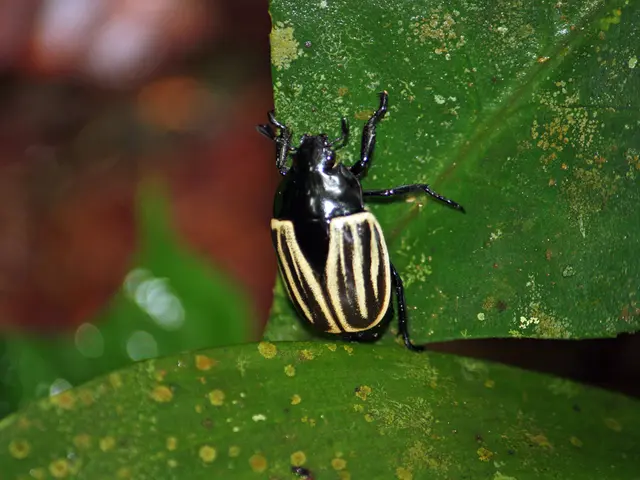 Japanese B Encephalitis: A Comprehension of the Viral Meningoencephalitis Prevalent in Asia and...