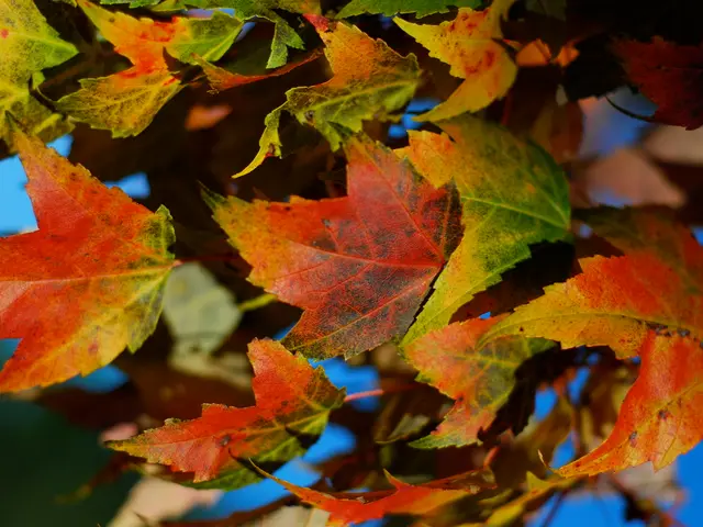 Unveiling the Hidden Secrets of Laurel Leaves: A domestic practice and the enigmatic rationale...