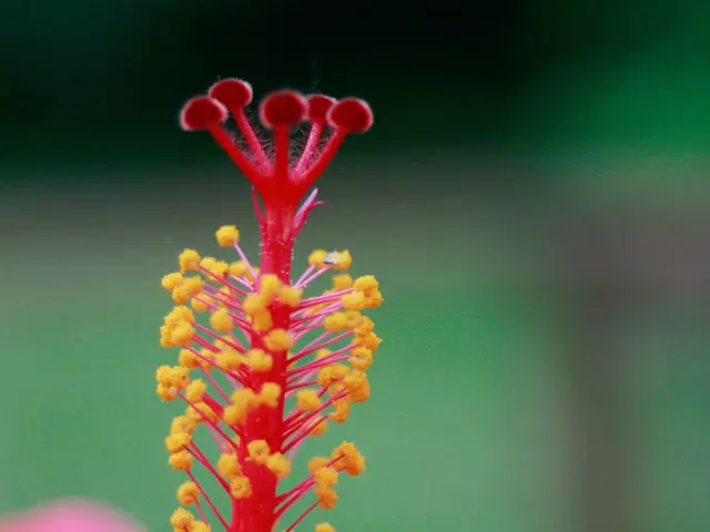 Enhanced Aerial Pollen Forecasting: German Meteorological Service Rapidly Establishing an...