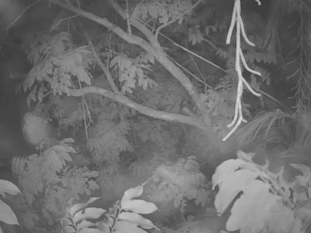 Tree Care Operations: Preserving Trees, Safeguarding Crops, and Advancing Eco-friendliness