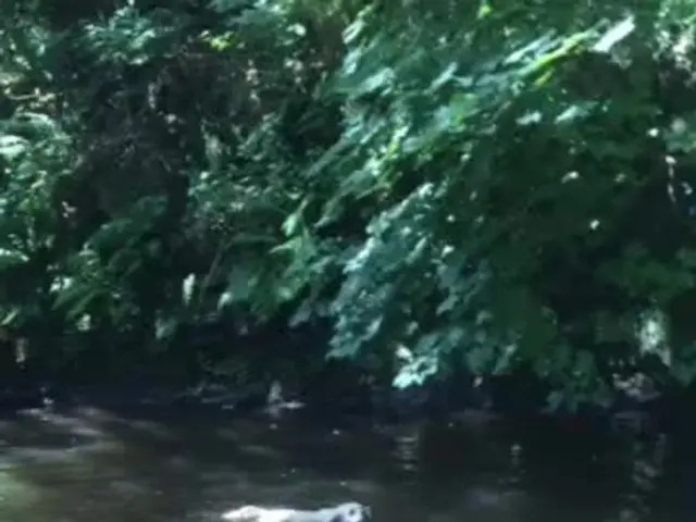 Sudden deaths of 7 dogs and illness of 11 others occur in Venice Canals, prompting local residents...