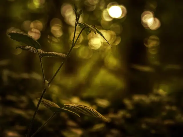 A 'Sample' in Statistics refers to a subset of the entire population under study, carefully...