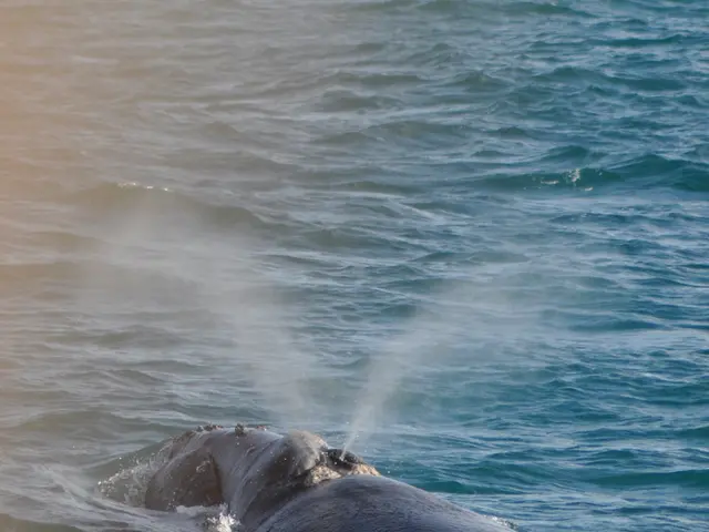Whale Watch Alert: Recent Developments Regarding an Ensnared Right Whale Mother and Her Offspring