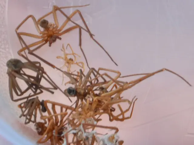 Discomforting Explanation: Why It's Unwise to Kill Spiders in Your Household