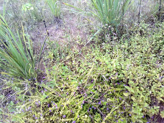 Cosmic life forms: Complex organic compounds discovered in a disk where planets are formed