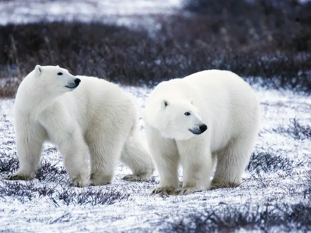 Survival Strategies of Polar Bears in Cold Winter Conditions