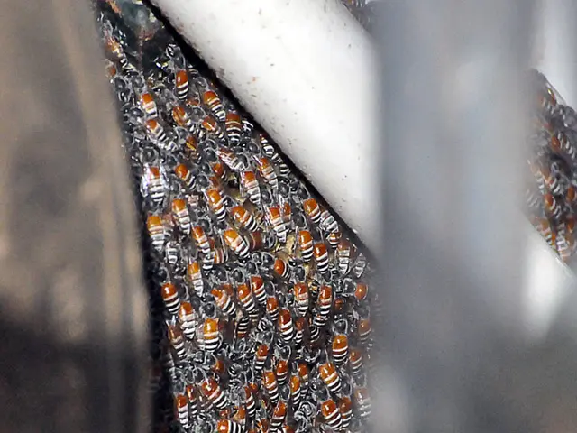 Comparing Cost versus Quality: A Guide to Wisely Selecting Manuka Honey