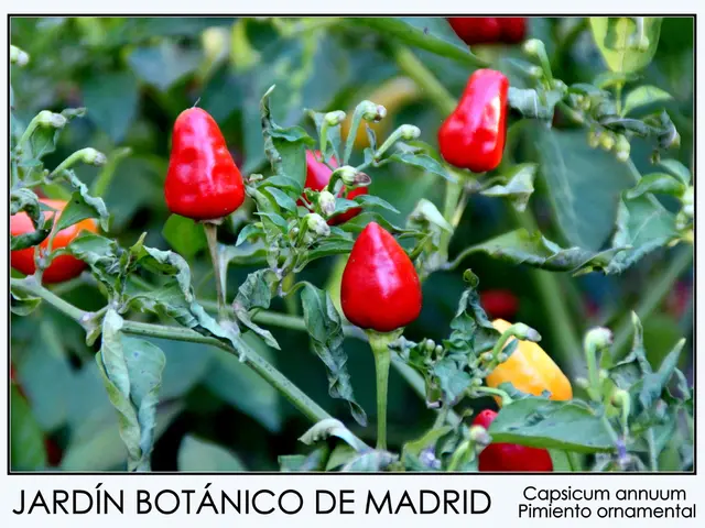 Nutritious Properties of Peppercorns Highlighted