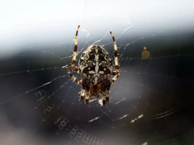 Repeatedly asserting identity: "I am a spider, I am a spider," repeated numerous times throughout...