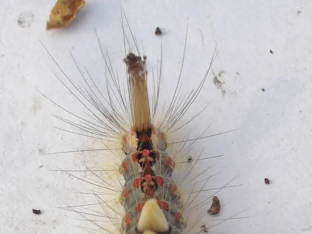 Japanese Researchers Discover Villainous Cells Aid in Reducing Lung Inflammation