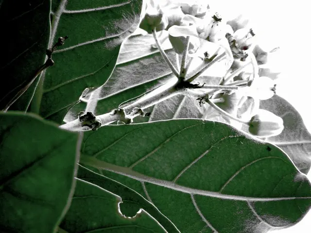 Holy basil: Advantages, drawbacks, and further information