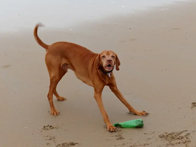 Celebrity Expert Outlines Factors Leading to Lyme Disease Among Stars, like Justin Timberlake