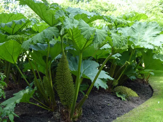 Soil Nutrient Restoration: Utilizing Phosphorus-Rich Plants