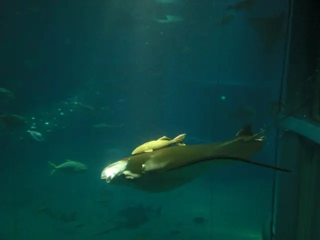 Unusual Mortality of Fish Reported in Rodgau