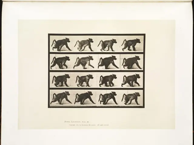 Predators in Nuremberg's Animal Garden are given deceased baboons as food.