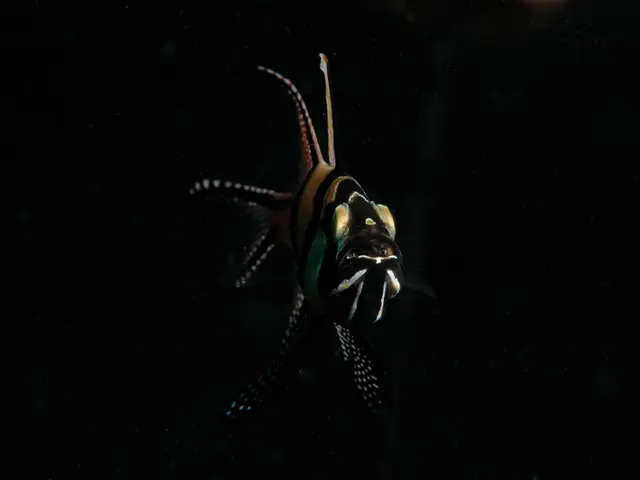 Blackfishing is a term used to describe when someone, often a non-Black person, alters their...