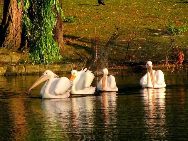 Increased Problems Posed by Nutrias to Flood Prevention Measures