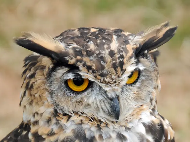 A White Variant of the Common Raven: The Thought-Provoking Pale Shades of a Typically Dark Bird