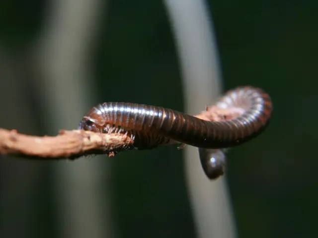 New diagnostic center inaugurated at Worms' medical clinic