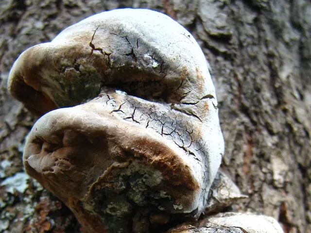 Mold Allergies and Their Link to Persistent Sinus Troubles