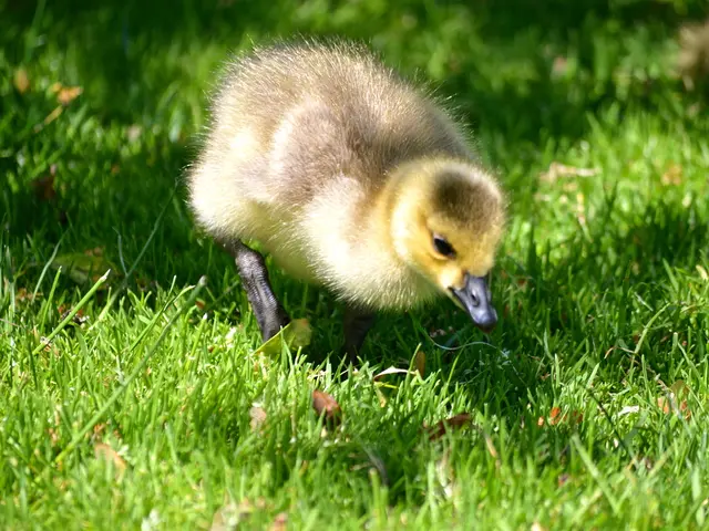 First instance of infectious H5N9 avian flu detected in the United States.