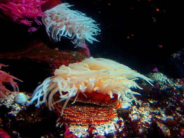 Deterioration of Australia's Great Barrier Reef Hits All-Time Low Since Documentation Commenced