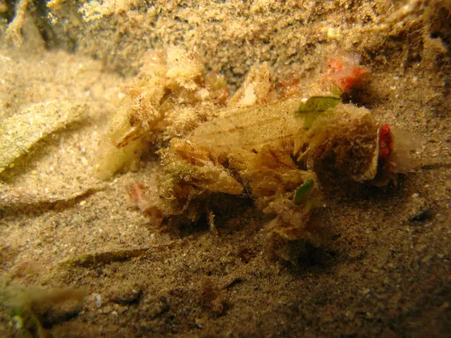 Algarve Beach Forced to Shut Down Due to Pollution