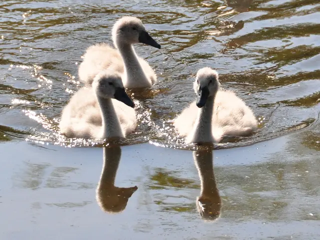 Comparing the two blood diseases: Multiple myeloma and Amyloidosis