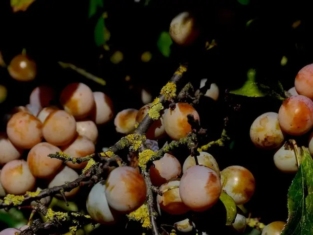 Destructive Root and Crown Rot of Various Fruit Trees Caused by Phytophthora Species