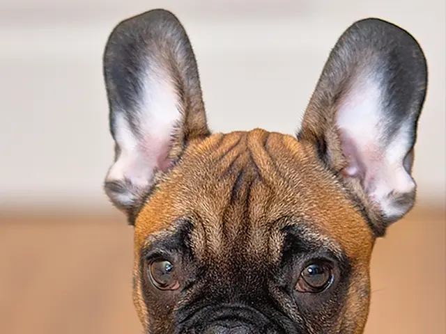 Canine Nasal Discharge Explained: The Reason Behind It