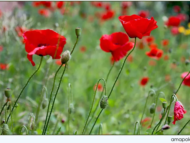 Investigating the Effects of Gonadotropin-Releasing Hormone (GnRH) on the Brain