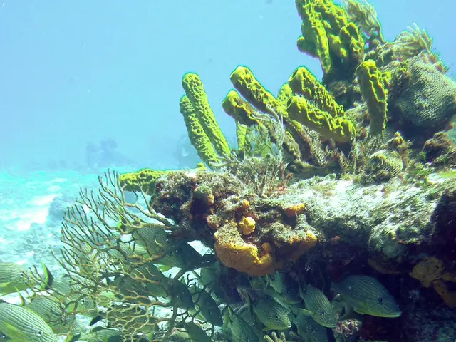 "Satellite photos reveal unusual brightness in certain areas of the Antarctic Ocean, potentially...