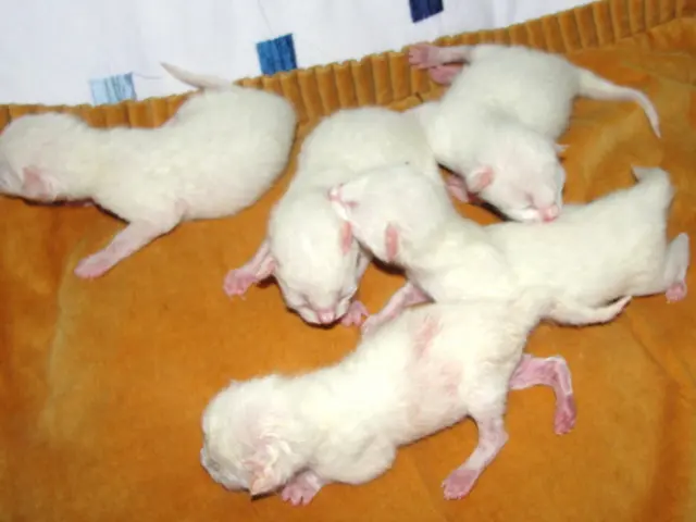 Rats Produce Vocalizations of Enjoyment When Stimulated, Exhibiting a Preference for Playful...
