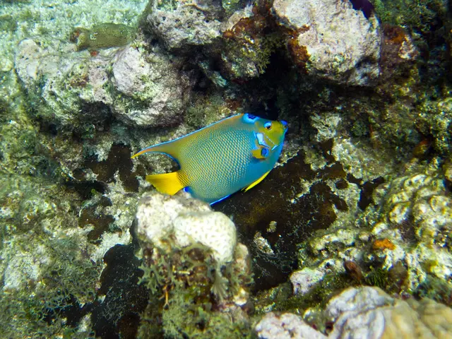 2025 Mariana Archipelago Coral Reef Survey Breaks Previous Documented Records