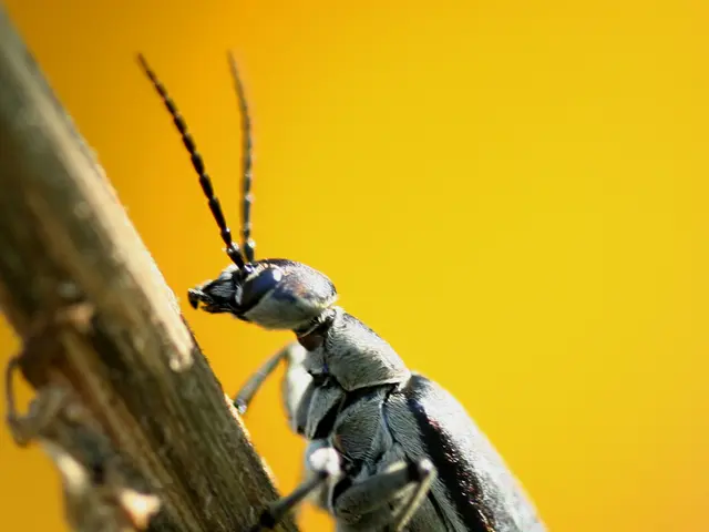 Napoleon's Baffling Ailment That Claimed Lives of Troops During the Russian Retreat Unveiled