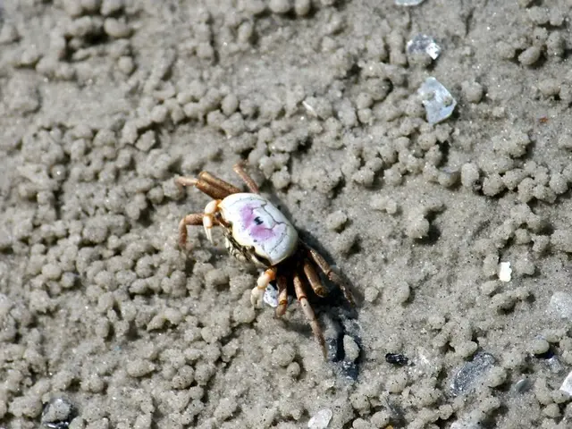 Uncovering the Pace and Dexterity: An Insight into the Swiftness and Agility of the Giant Coconut...