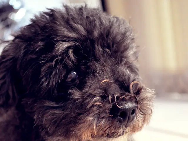 Shelter in a local area astonished: Dog mysteriously drained of its vitality