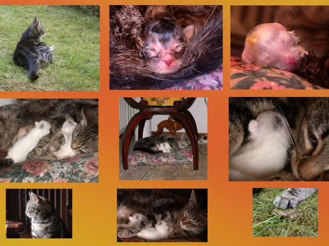 Maureen Peters: Identified Individual in Focus