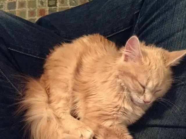 Unseen case of enormously large hernia reported; medical professionals warn that surgical removal...