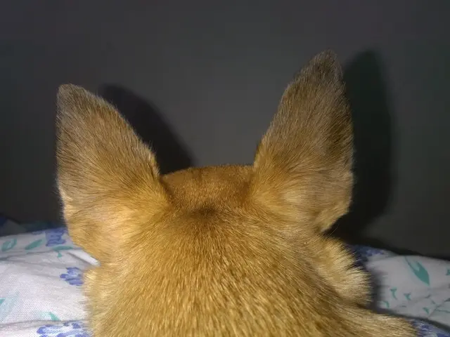 "Maneka Gandhi Unearths Historical Details Following Court Mandate Regarding Paris' History of...