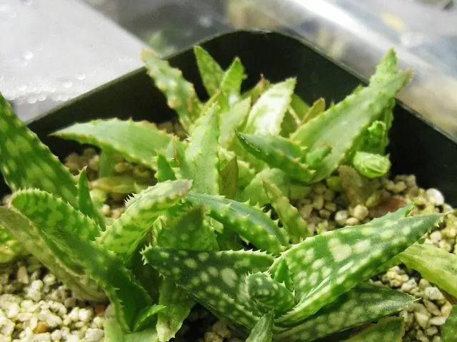 Aloevera drink and its impact on heartburn: Efficacy and proper consumption instructions