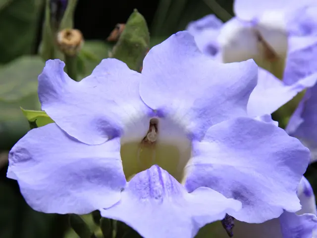 Exploring the Role of THCA Flower in Contemporary Self-Care Practices