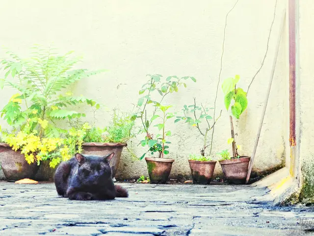 Is it Harmful for Cats to Consume Kalanchoe Plants?