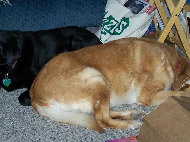 Sterilization of Stray Dogs Is Questioned as Unfeasible Solution, Advocates Push for Humane...