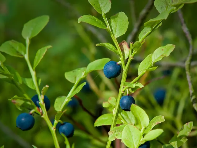 Healthy Eating Essentials: The Significance of Berries in Maintaining Optimal Nutrition