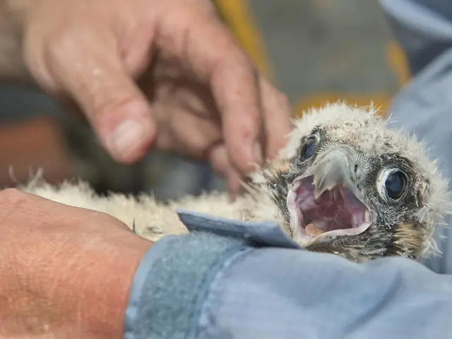 The Fascinating Methods of Bird Breeding: An Insight into Avian Reproduction Habits